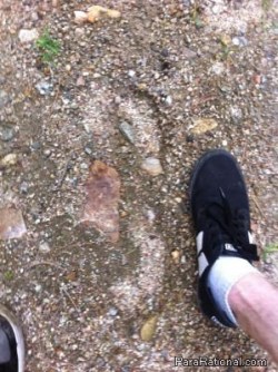 3-toed-footprint1