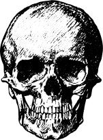 human-skull-1443448437d1n