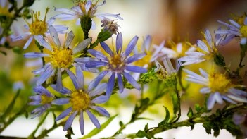 aster-glass_-flowers-exhibit-16