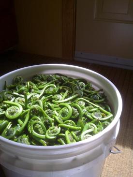 fiddleheads_crosses_de_fougc3a8re